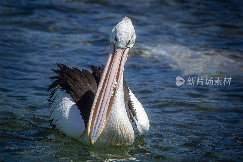 澳大利亚鹈鹕(Pelecanus anisoillatus)